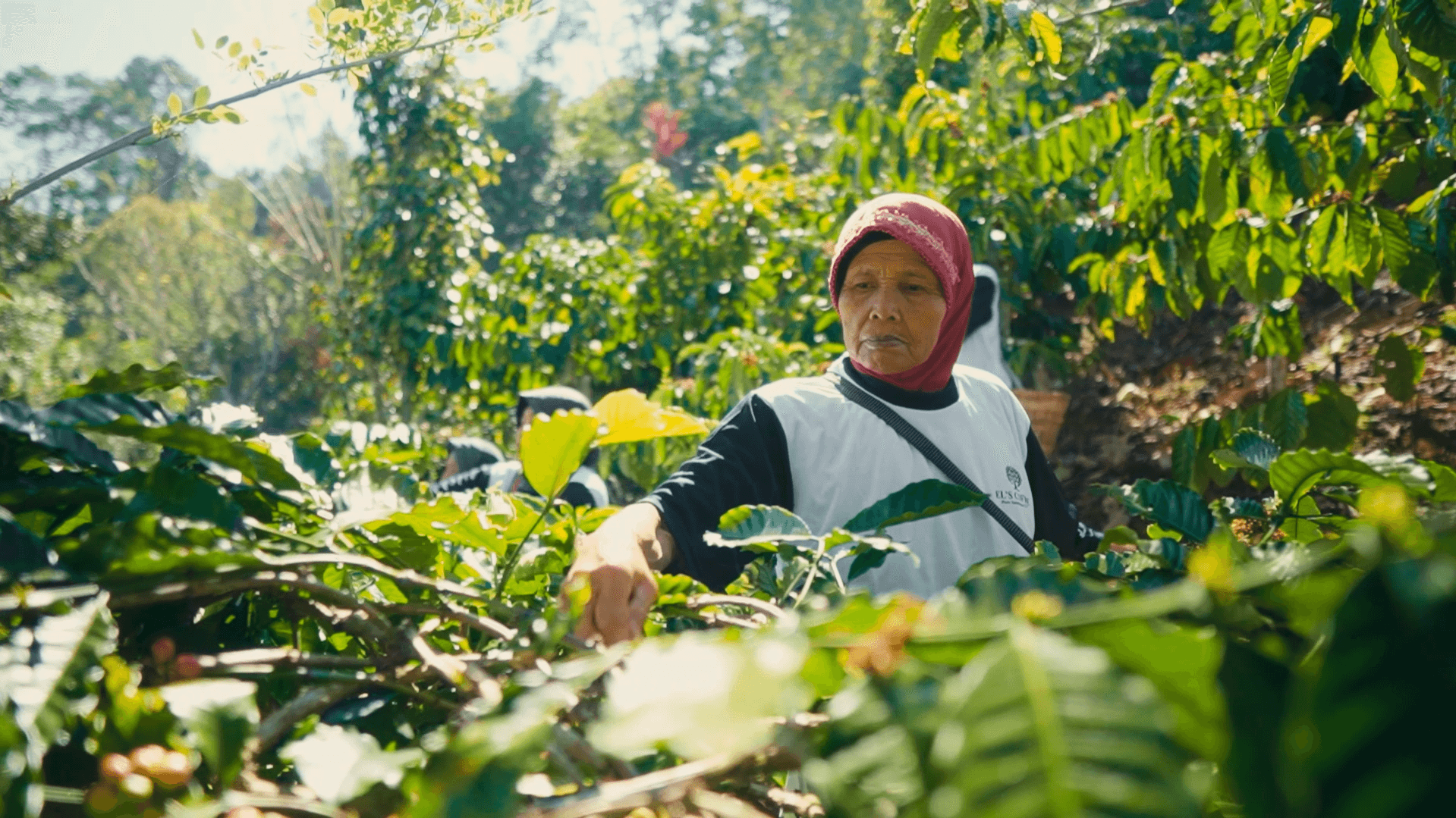 Kopi Robusta Lampung